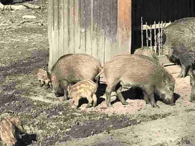 Wildschweine im Hannover Tiergarten